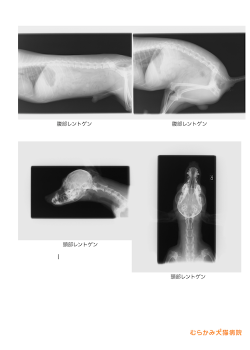 レントゲン検査結果見本２